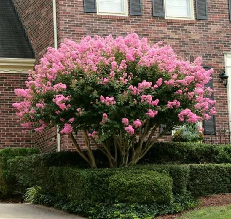 Queen Crape Myrtle Purple, Pride of India