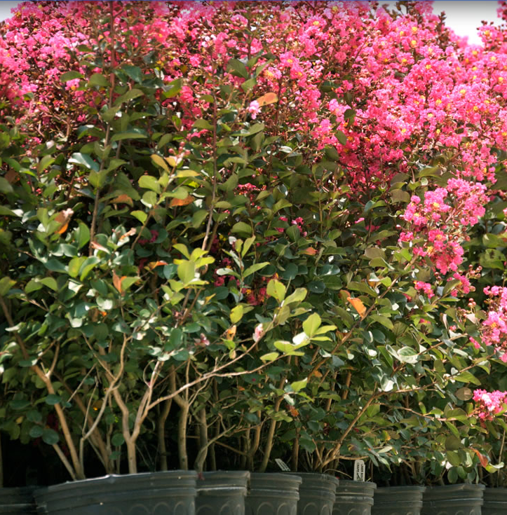 Crape Myrtle Sioux Pink Flowering Tree