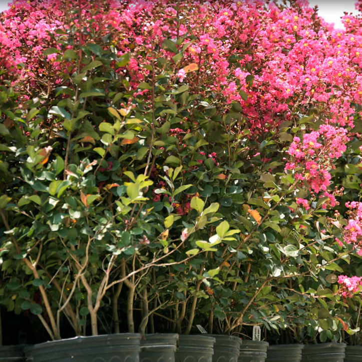 Crape Myrtle Flowering Tree in 15 gallon nursery pot with vibrant coral pink blooms and dense green foliage, ideal for colorful outdoor landscapes and sunny garden spaces.