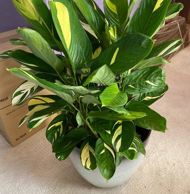 Ctenanthe Lubbersiana, Live Indoor Plant