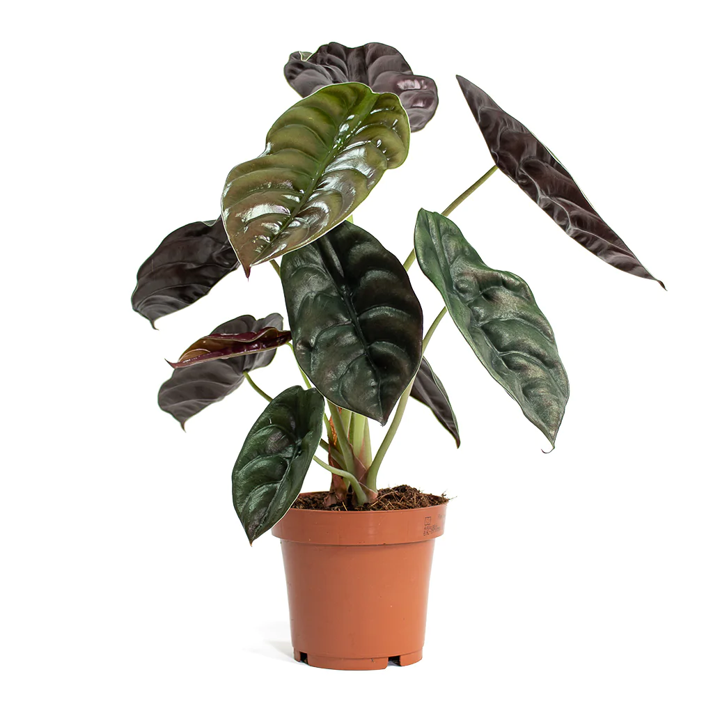 Alocasia Cuprea Red Secret in orange pot