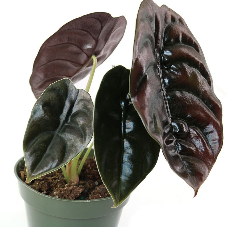 Alocasia Cuprea Red Secret leaves