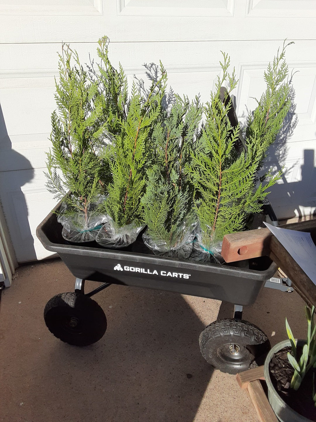 Leyland Cypress Fastest Growing Tree in a trolley