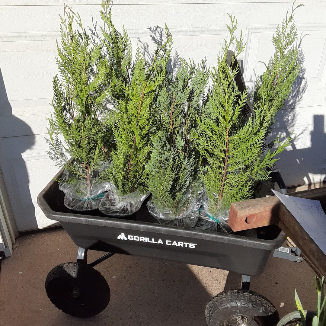 Leyland Cypress Fastest Growing Tree in a trolley