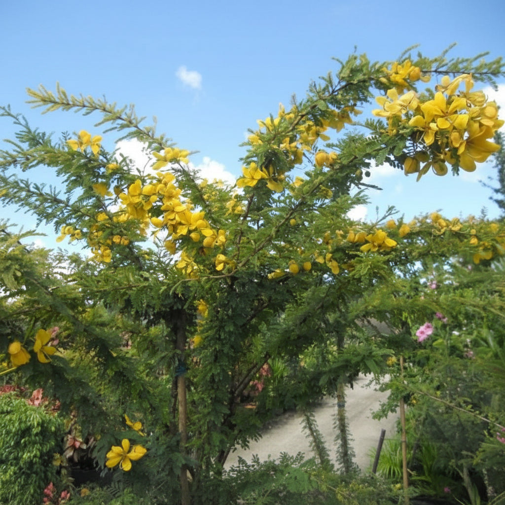 Desert Cassia Senna Polyphylla Tree