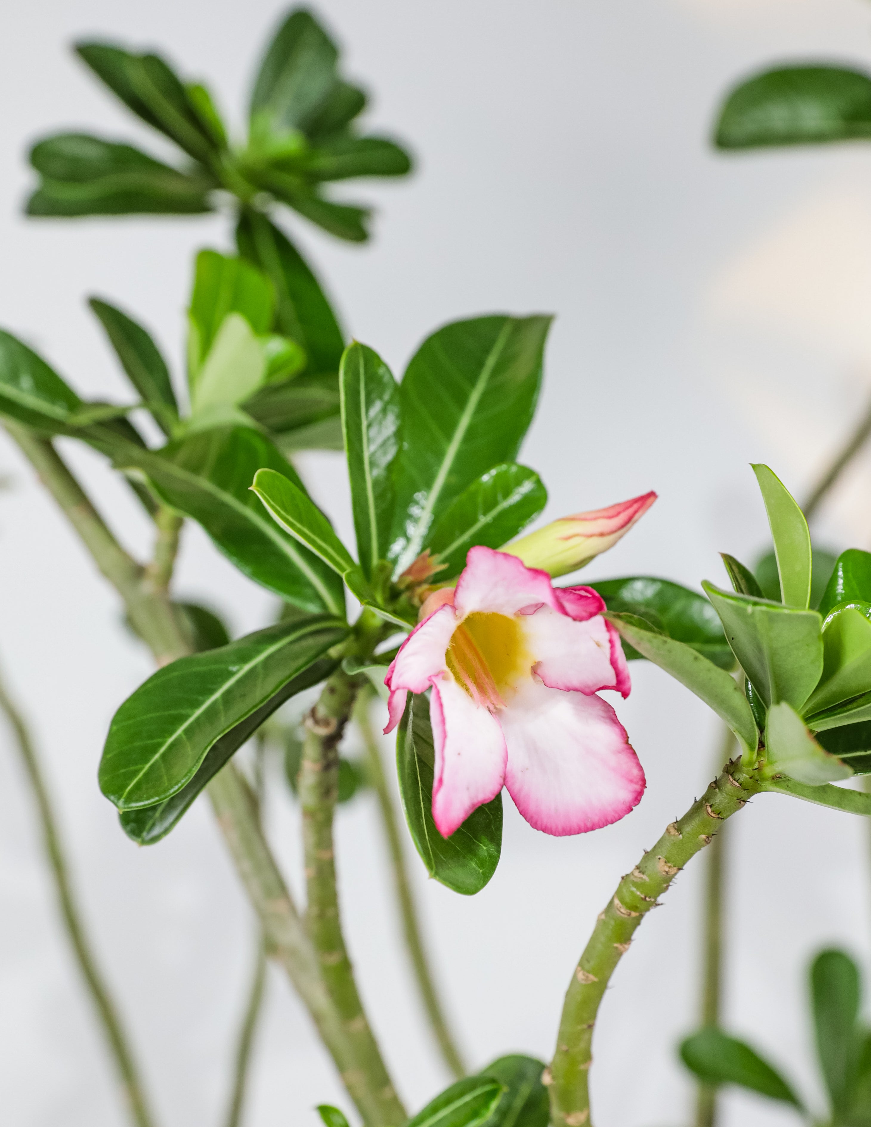 Desert Rose, Adenium obesum, Pink Flowers