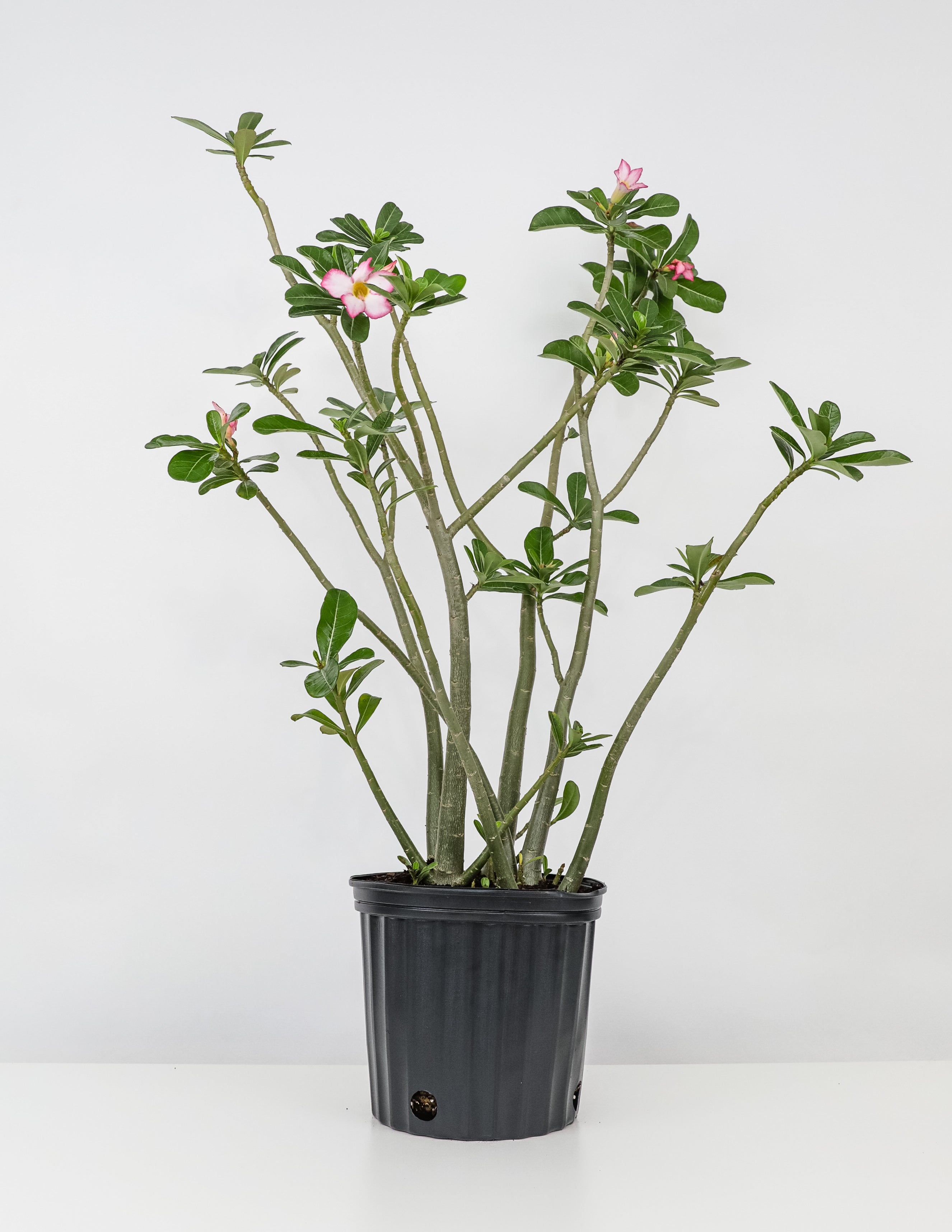 Tropica - Succulents - Rose du Désert (Adenium obesum) - 8 Graines