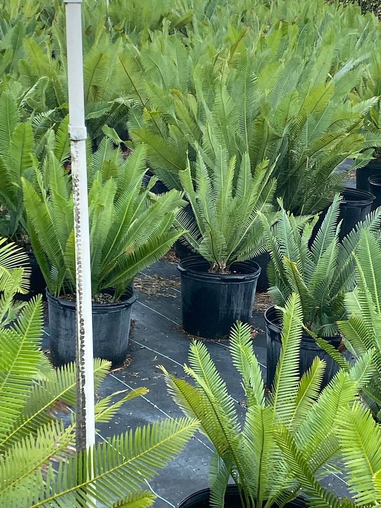 multiple Dioon Edule Mexican Fern Palm in pots