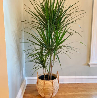 Dracaena Dragon Tree, Magenta Tree Form inside corner