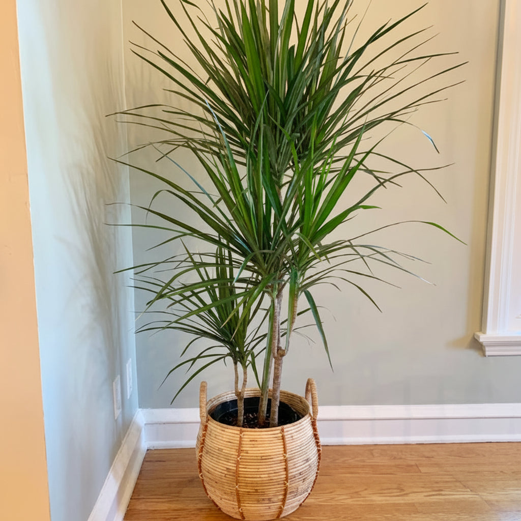 Mature Dracaena Dragon Tree Green Bush in a 5-gallon decorative pot for indoor use to amplify a brightly lit room corner or office.