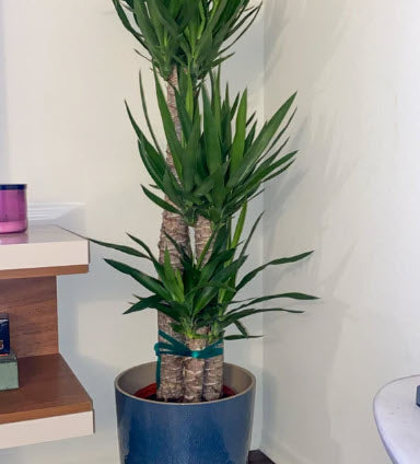 Dracaena Yucca Cane, Yucca Gigantea 3 Stem Staggered in a blue pot