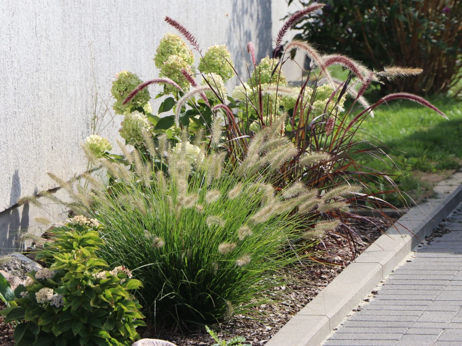 Dwarf White Fountain Grass &