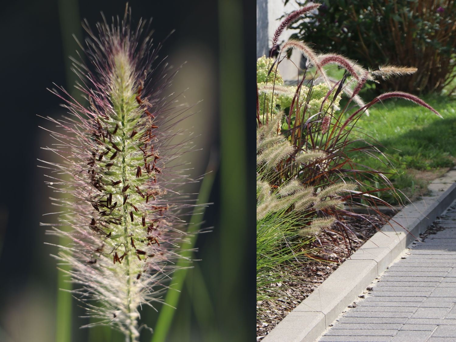 Dwarf White Fountain Grass &