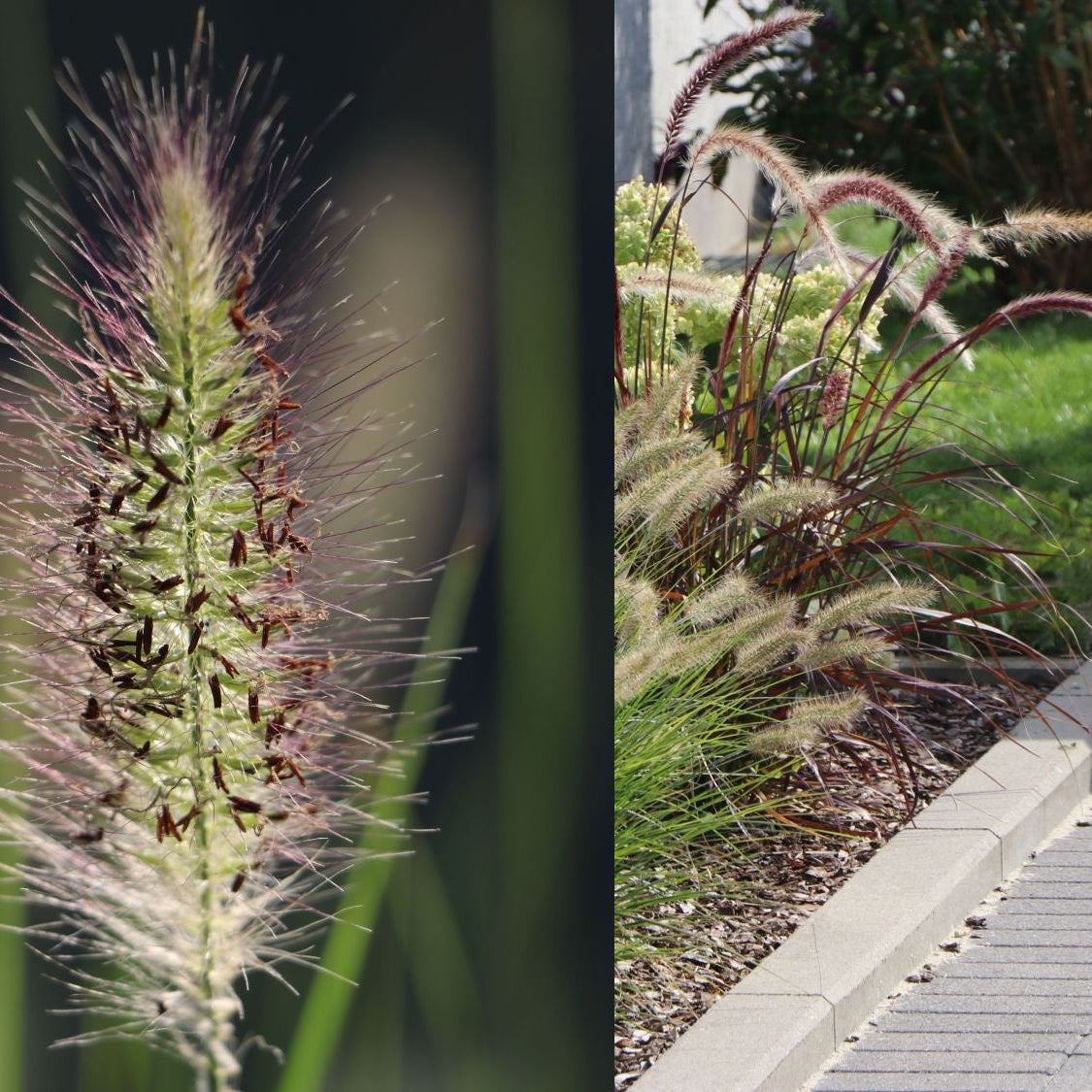 Dwarf White Fountain Grass &