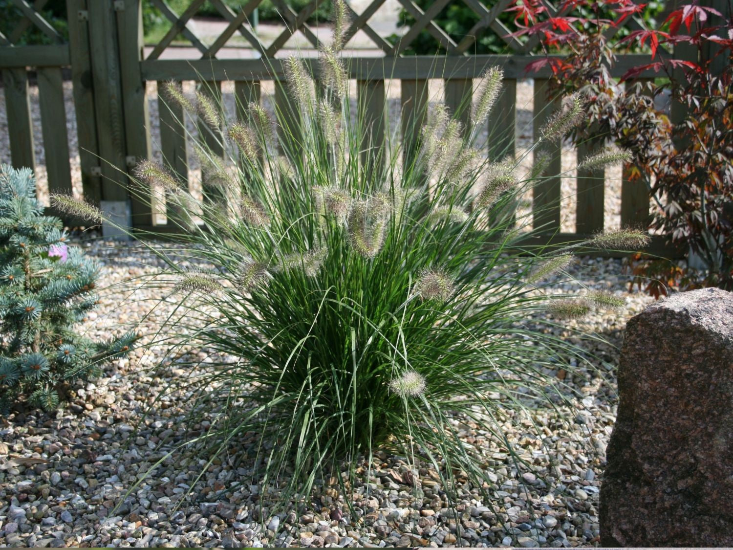 outside view of Dwarf White Fountain Grass &