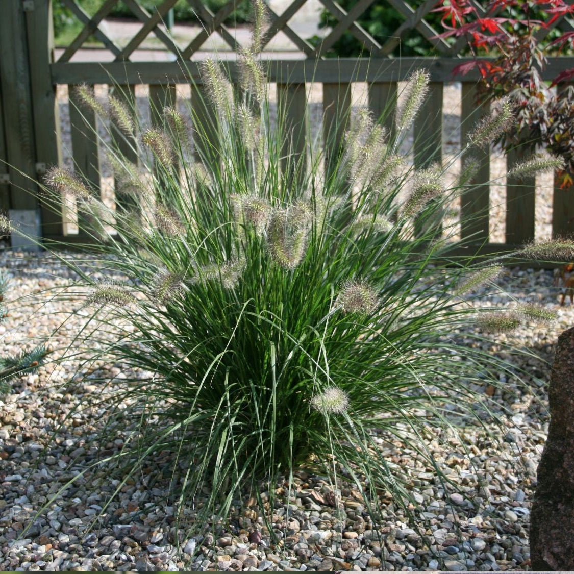 outside view of Dwarf White Fountain Grass &