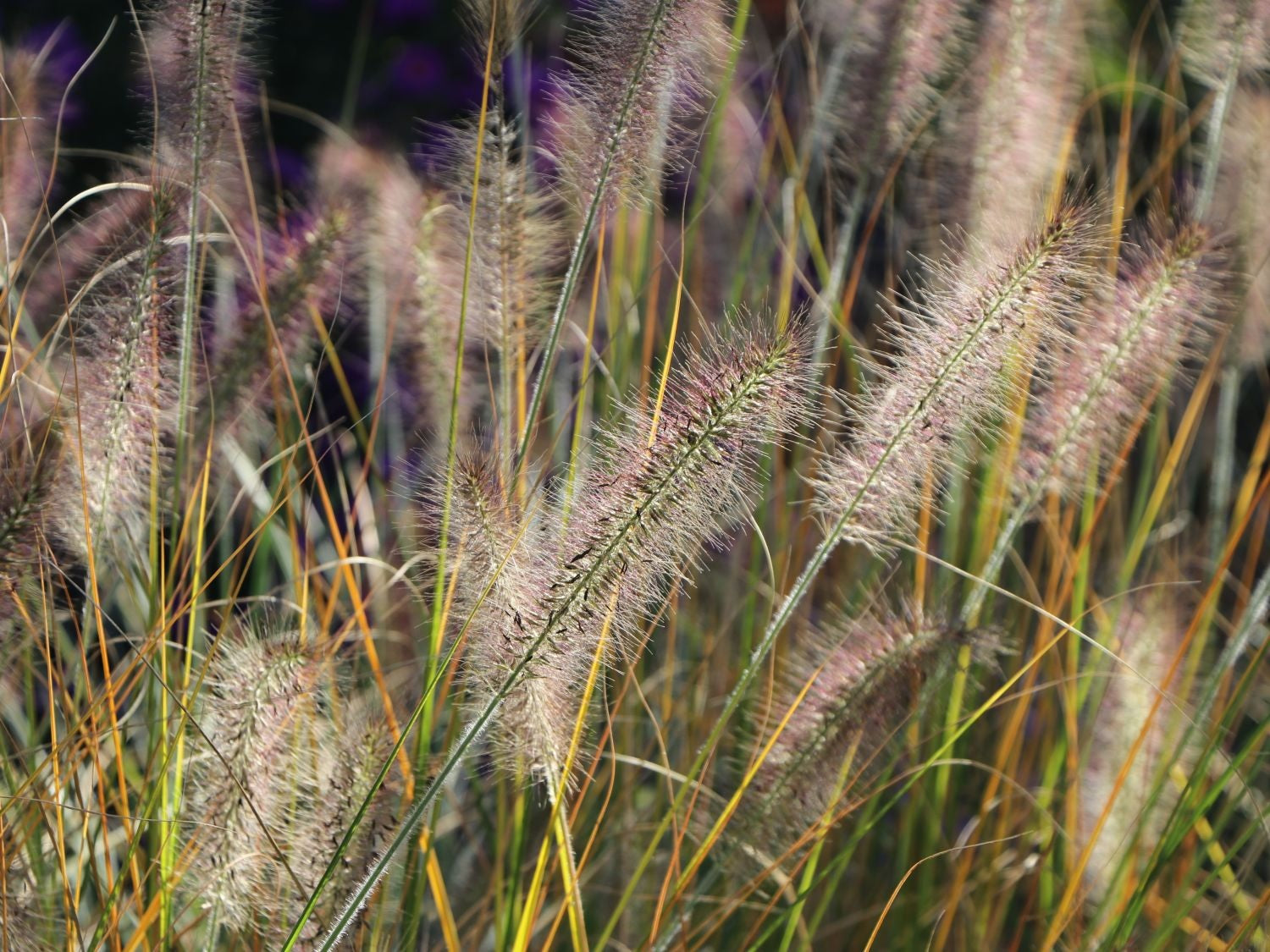 Dwarf White Fountain Grass &