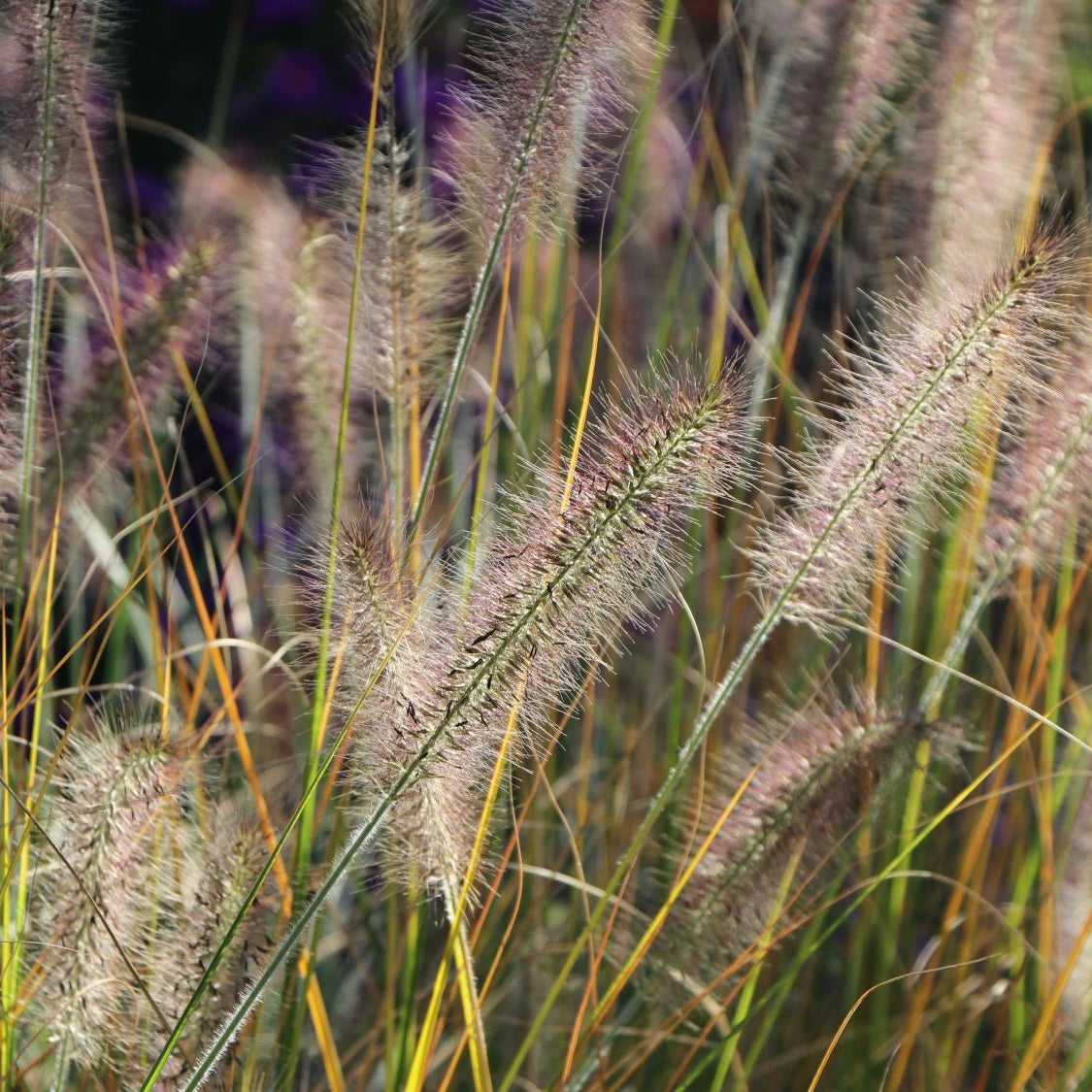 Dwarf White Fountain Grass &