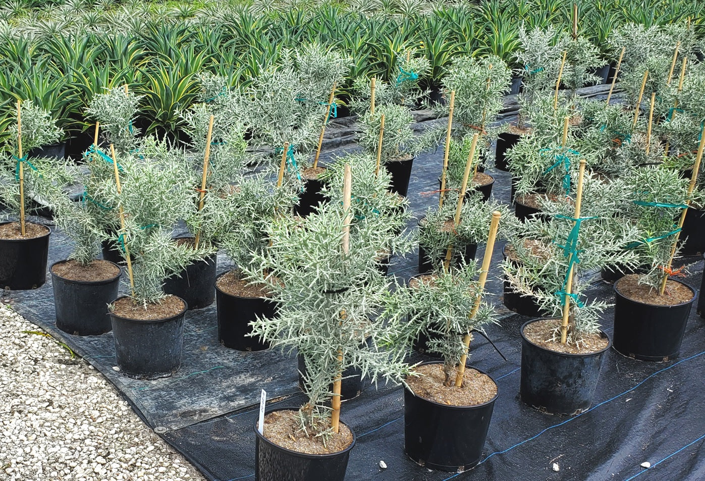 Euphorbia Stenoclada Exotic African Cactus