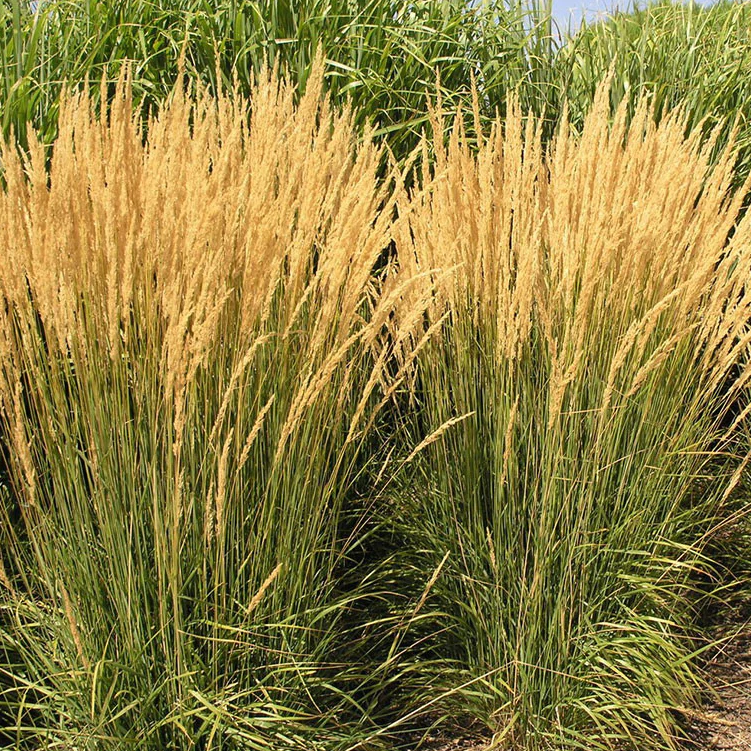 multiple Feather Reed Grass, Karl Foerster