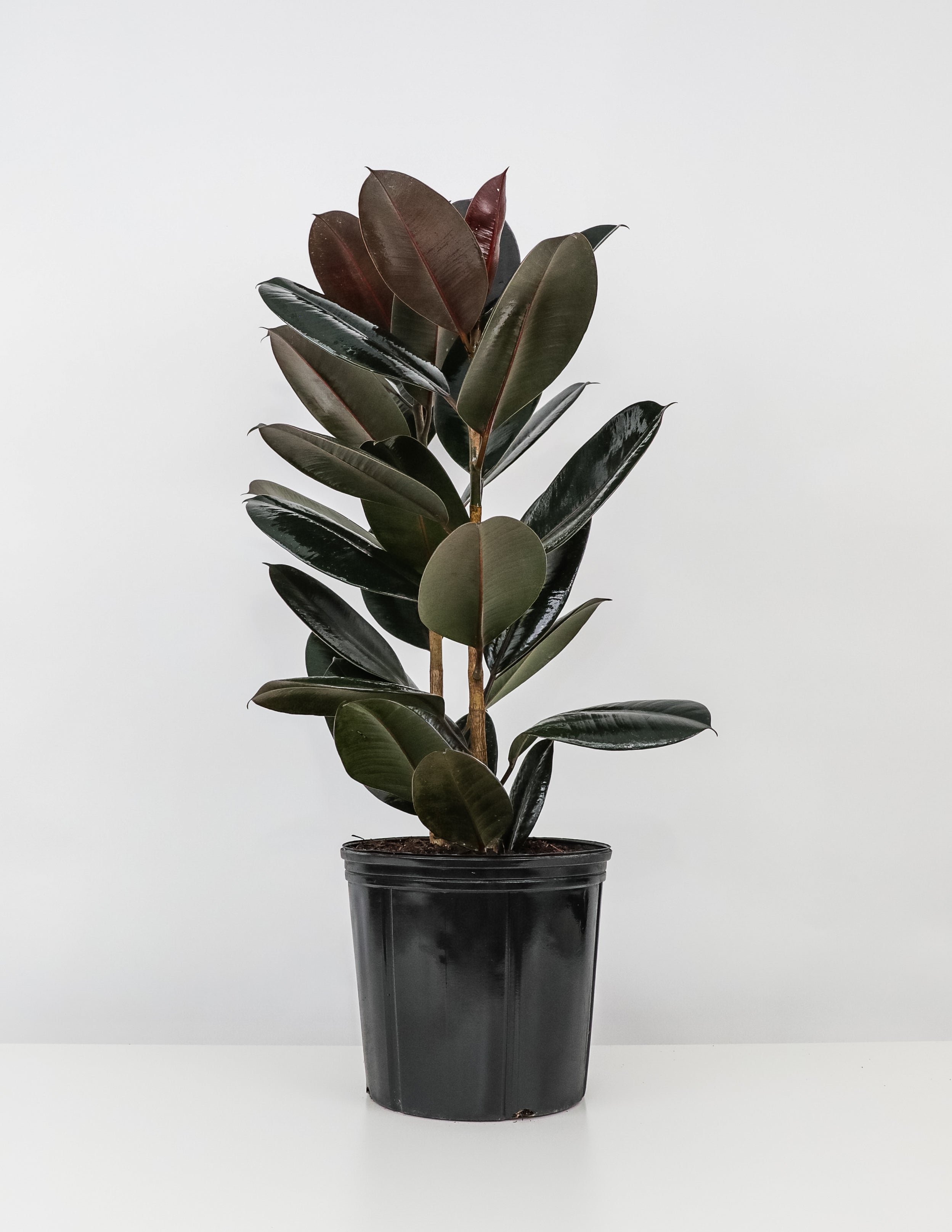 Ficus Burgundy Bush, Rubber Tree