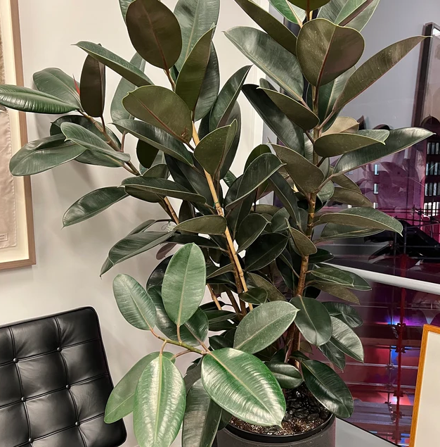 Ficus Burgundy Bush, Rubber Tree