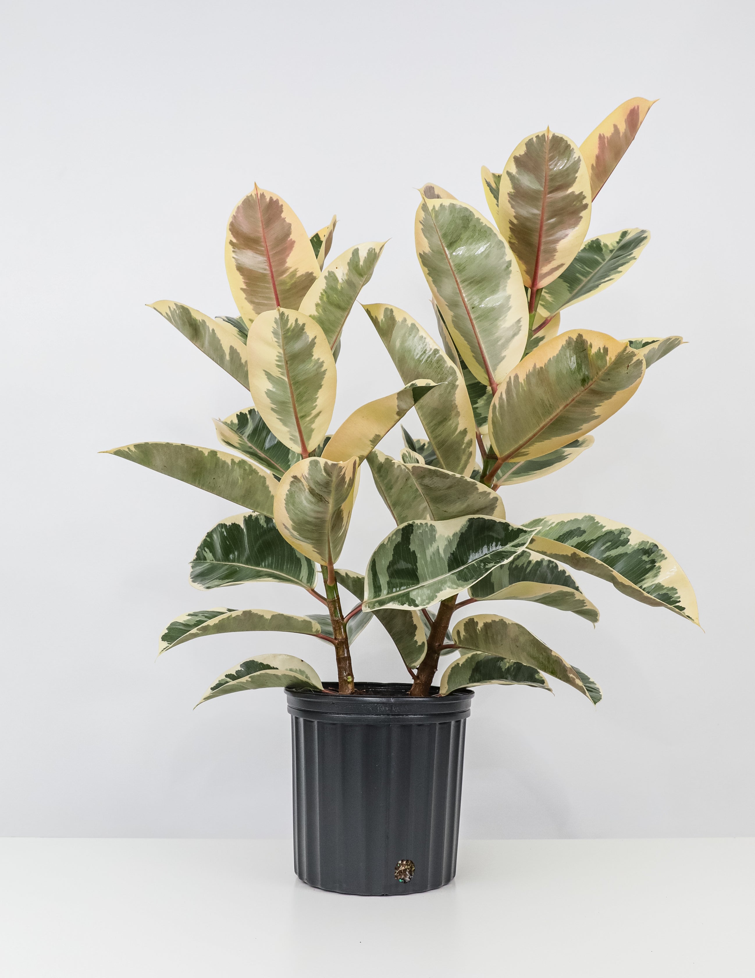 Ficus Tineke Bush Form, Variegated Elastica Rubber Tree Decora