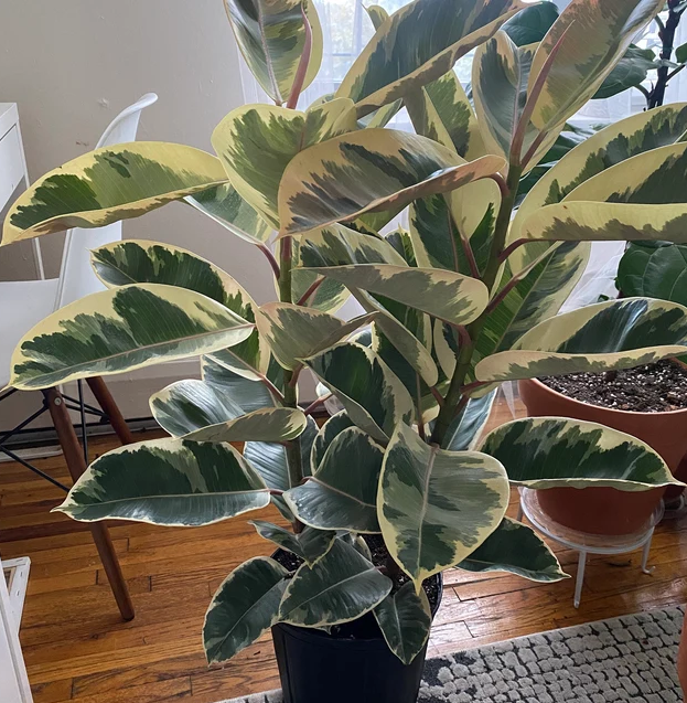 Ficus Tineke Bush Form, Variegated Elastica Rubber Tree Decora