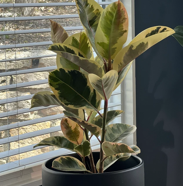 Ficus Tineke Bush Form, Variegated Elastica Rubber Tree Decora