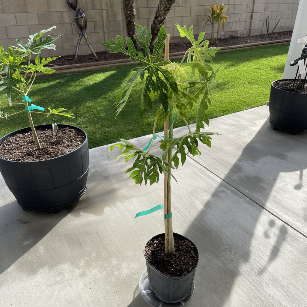 Young Papaya Dwarf TR Hovey, Carica Pawpaw Fruit tree in black grower pot