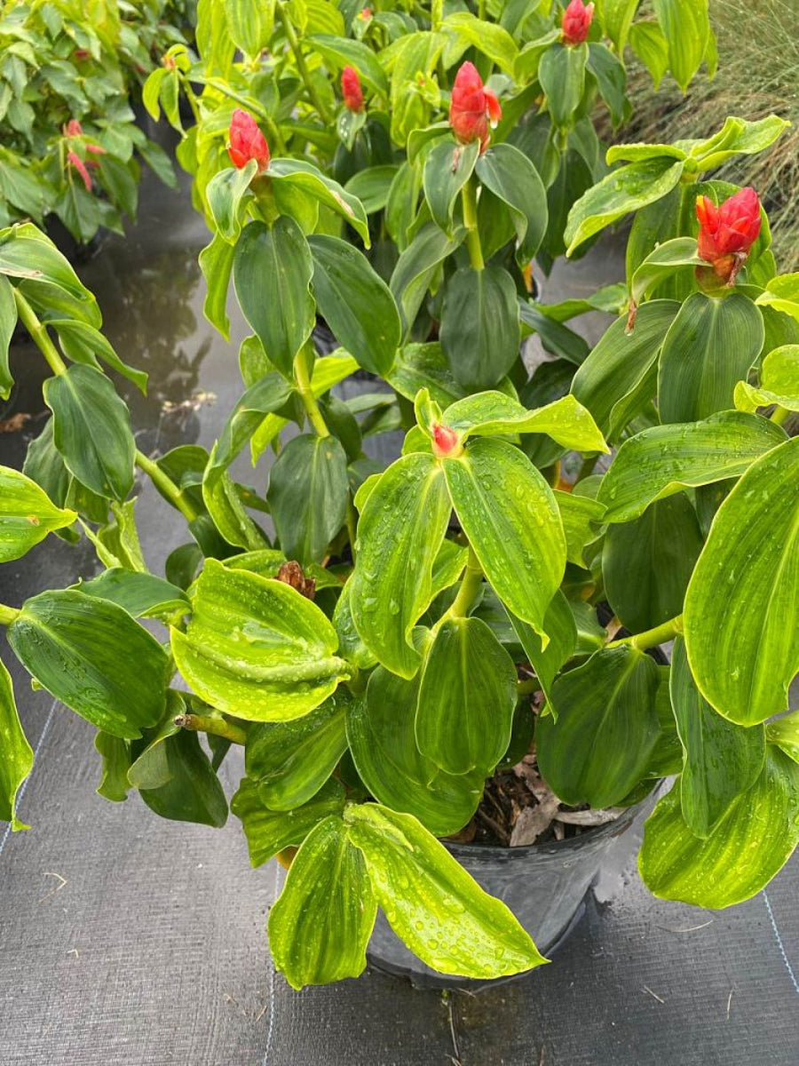 Potted Red Button Ginger plant with bright red flowers
