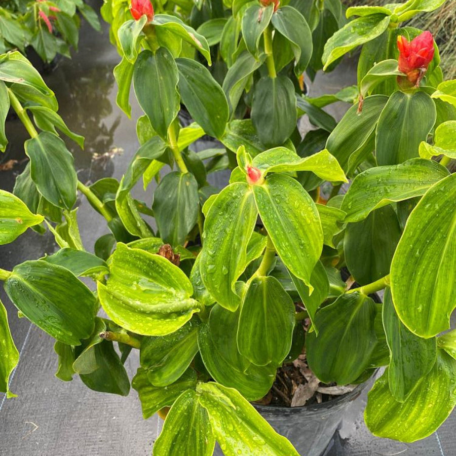 Potted Red Button Ginger plant with bright red flowers