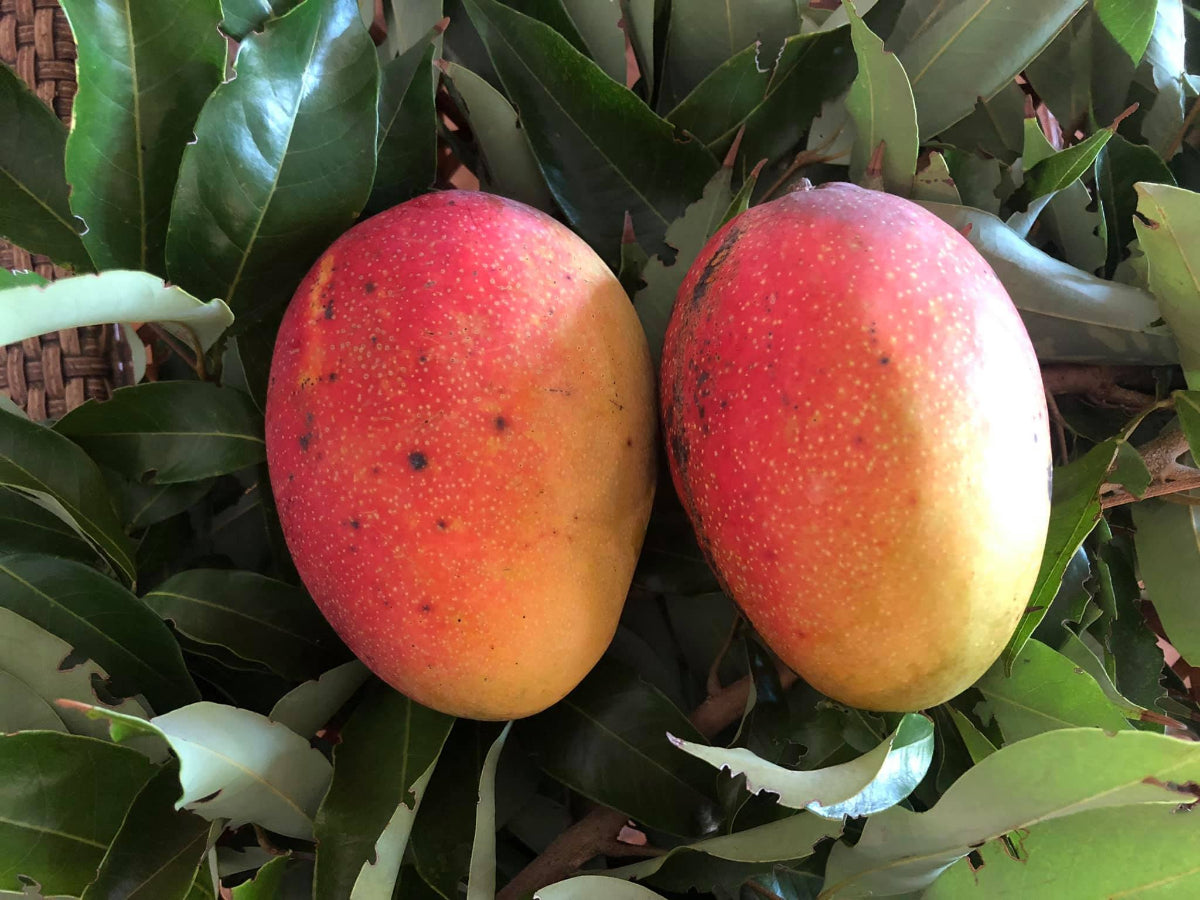 Two Glenn mangos ripening on a tree branch