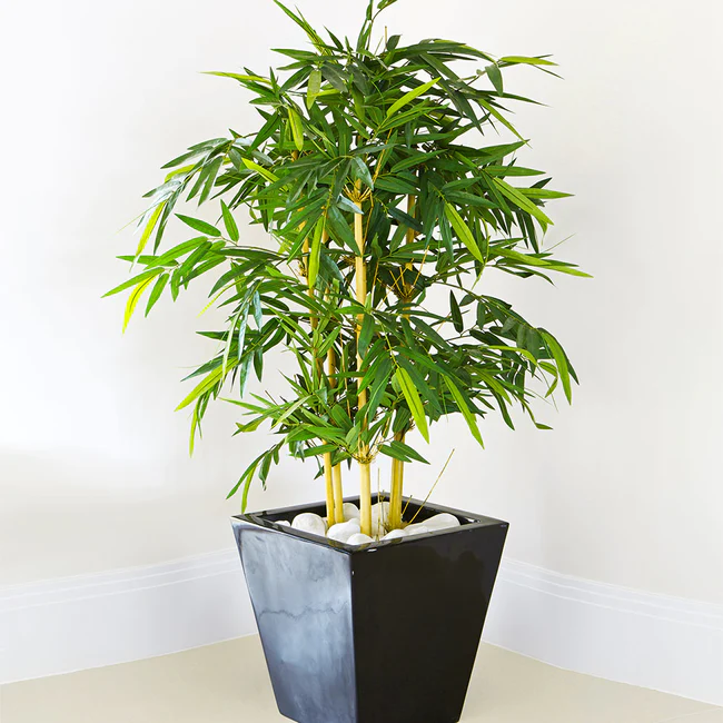 Alphonse Karr Bamboo, Bambusa multiplex in a house
