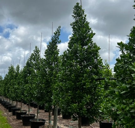 conocarpus erectus tree full