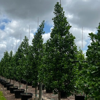 Green Buttonwood, Conocarpus Erectus, in nursery pot 5gal