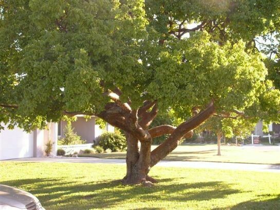 Gumbo Limbo Tree, Bursera Simaruba