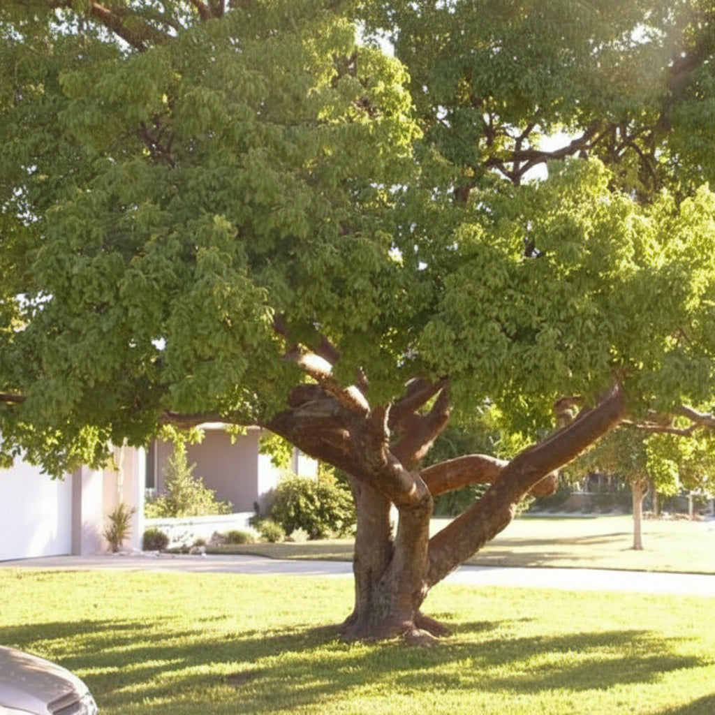 Gumbo Limbo Tree, Bursera Simaruba