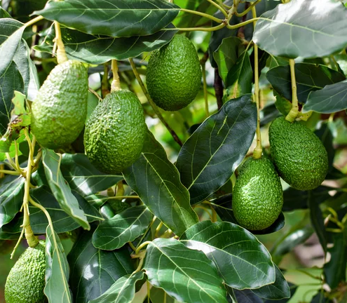 Hass Avocado Fruit Tree Cold Hardy, Persea Americana