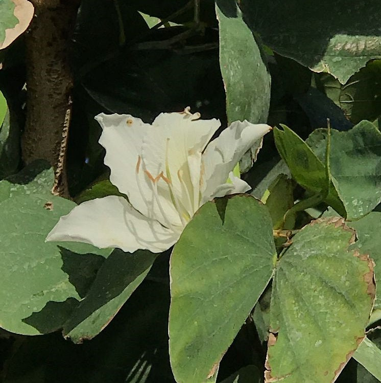 White Hong Kong Orchid Tree