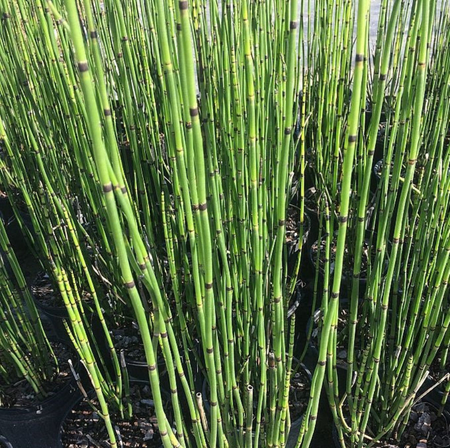 A dense cluster of potted Horsetail Reed