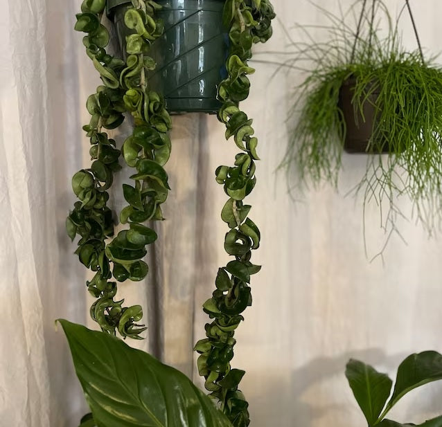 Hoya Carnosa Hindu Rope in Hanging Basket, Krinkle Kurl