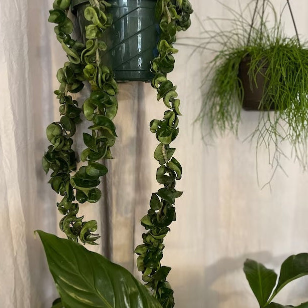 Hoya Carnosa Hindu Rope in Hanging Basket, Krinkle Kurl
