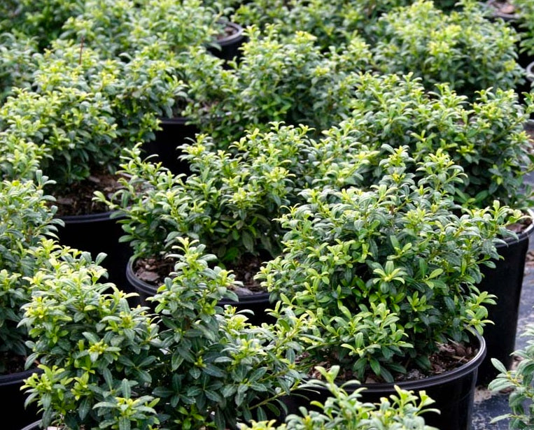 Ilex Crenata Soft Touch Holly Tree