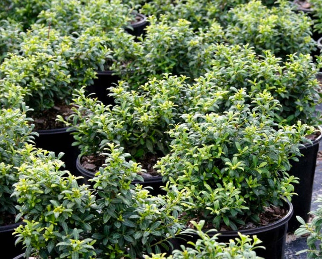 A close-up of potted Ilex Crenata Soft Touch shrubs with tiny green leaves.