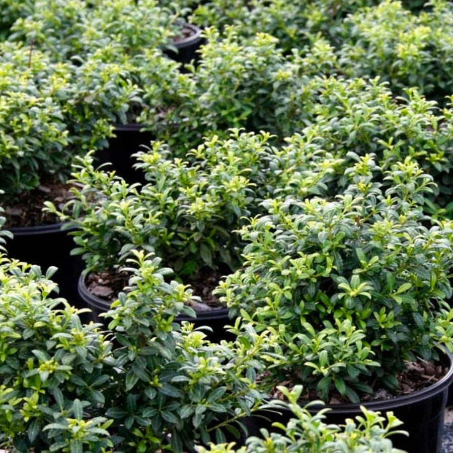 A close-up of potted Ilex Crenata Soft Touch shrubs with tiny green leaves.