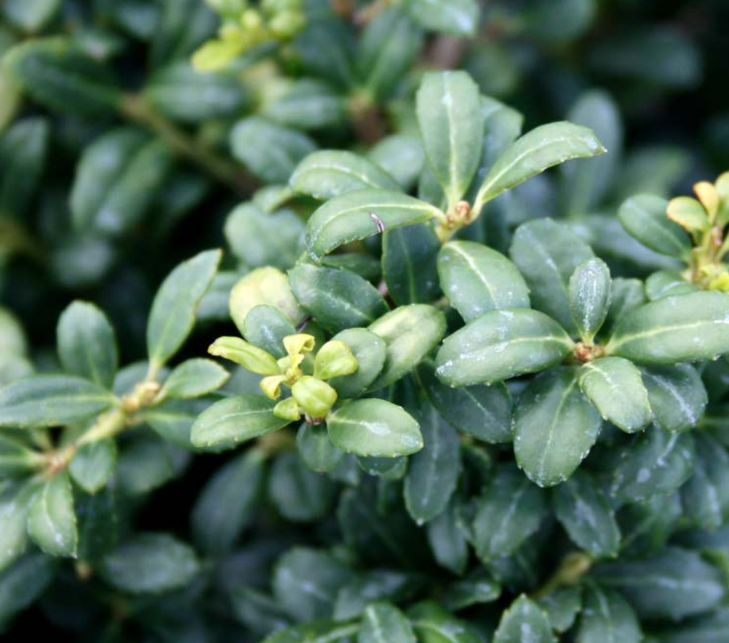 A close-up of Soft Touch Japanese Holly leaves.