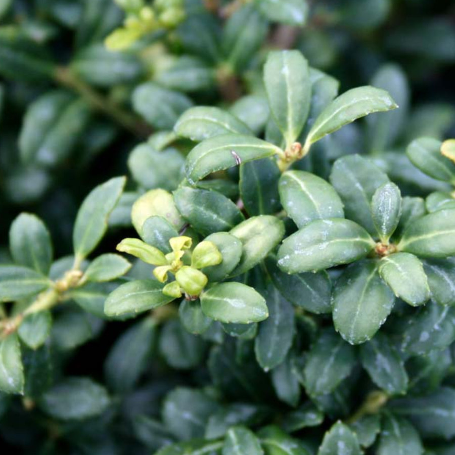 A close-up of Soft Touch Japanese Holly leaves.