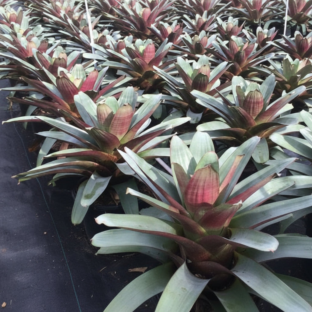 Bromeliad Alcantarea imperialis Tropical plant with red and green leaves in a nursery setting