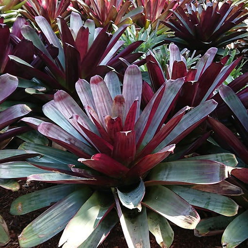 Bromeliad Alcantarea imperialis